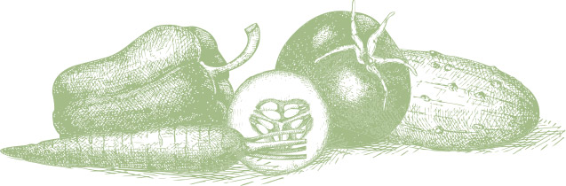 veggies-illustration